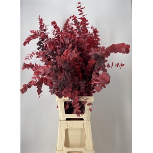 Dr Stab Stuart Red Xxl Matt Rosso