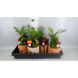 Arr.    Planten  L%