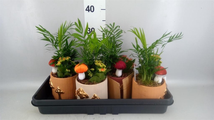 <h4>Arr.    Planten  L%</h4>