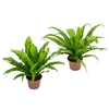 ASPLENIUM. OSAKA VARIADO P24
