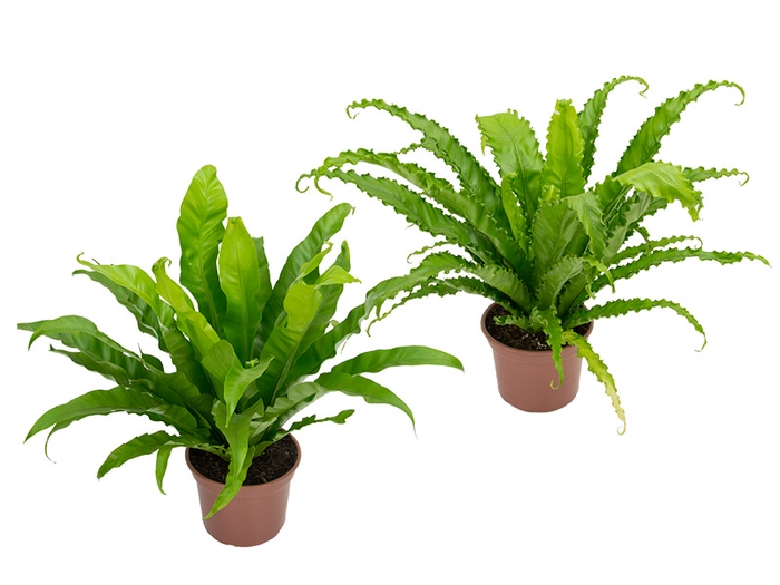 ASPLENIUM. OSAKA VARIADO P24