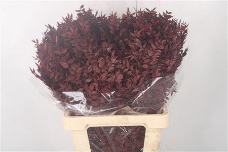 <h4>Ruscus. Bordeaux Per Stem</h4>