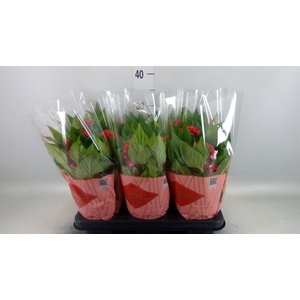Celosia arg. CR 'Twisted Strawberr'