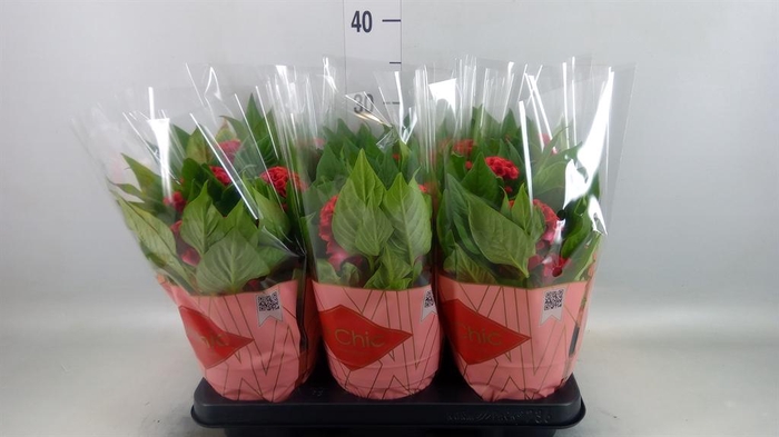 <h4>Celosia arg. CR 'Twisted Strawberr'</h4>