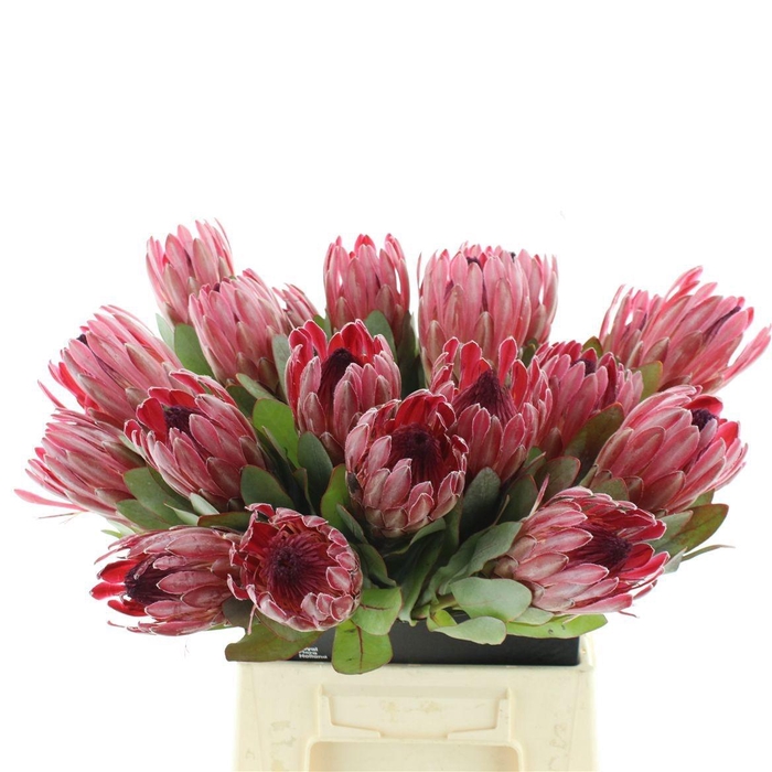<h4>PROTEA SHARONET</h4>