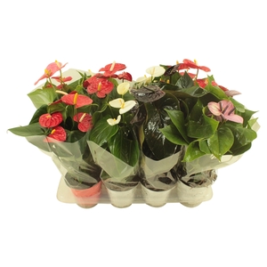 Anthurium Flamingo mix 14cm in blanco hoes