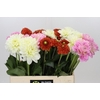Dahlia Gemengd in fust
