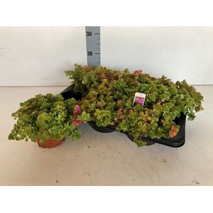 SEDUM SPURIUM