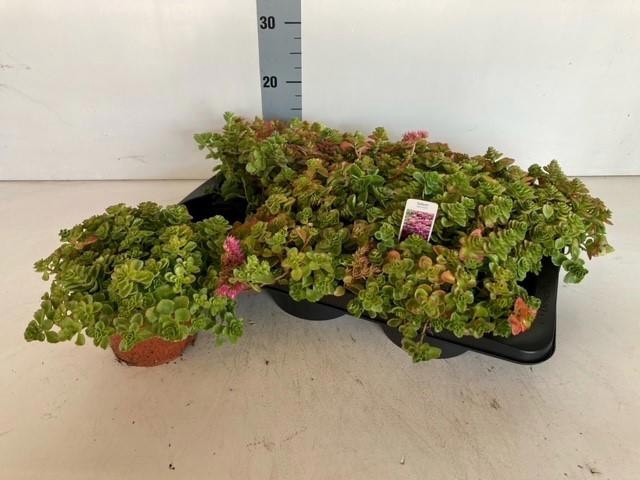 <h4>SEDUM SPURIUM</h4>