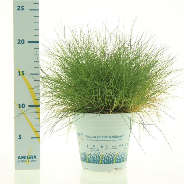 <h4>Festuca gautieri AmiGreen®</h4>