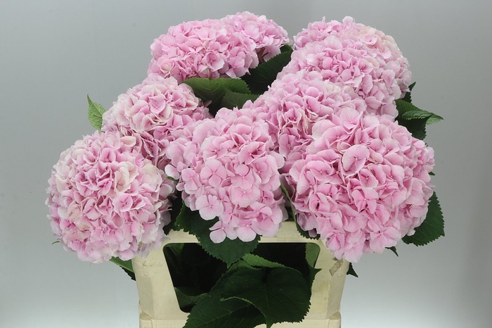<h4>Hyd Verena Pink Pale</h4>