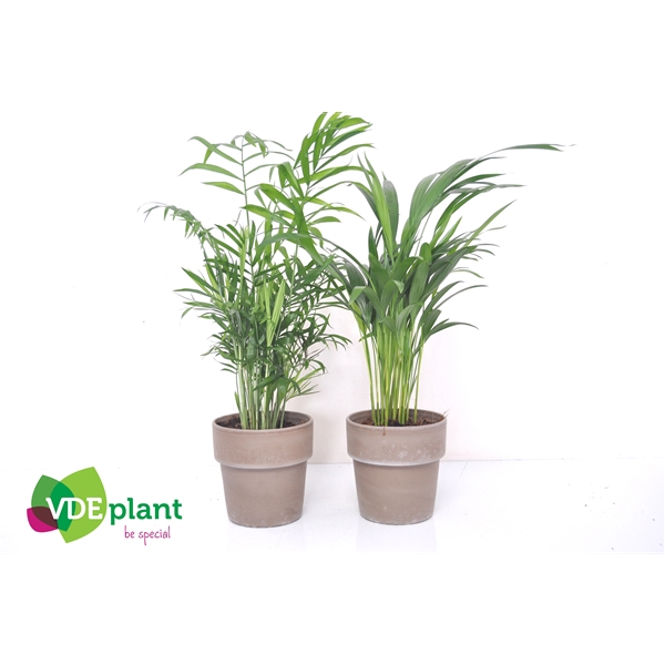 <h4>Palm mix in Terracotta</h4>
