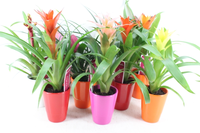 <h4>arr3 ZS - Bromelia streeppot mix</h4>