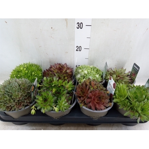 Sempervivum   ...mix
