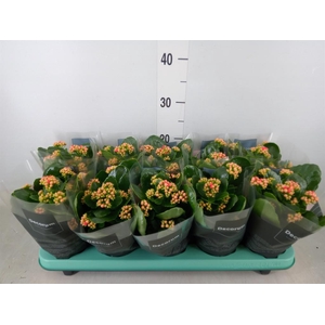 Kalanchoe blos. 'Serenity Peach'