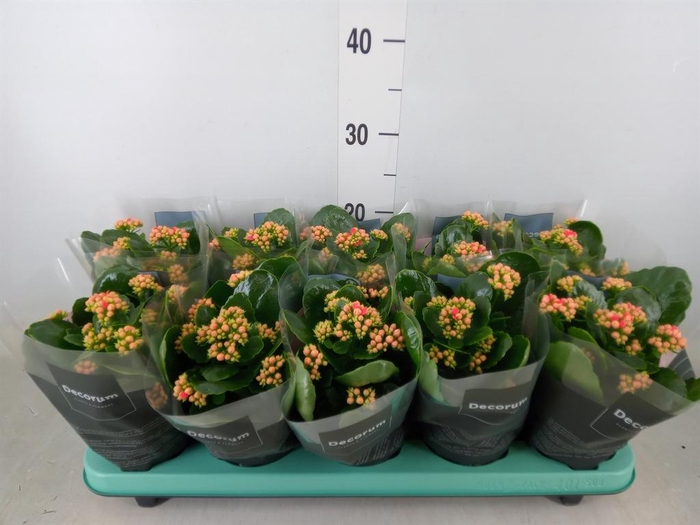 <h4>Kalanchoe blos. 'Serenity Peach'</h4>