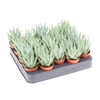 Aloe Humilis