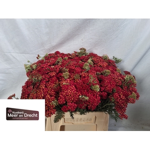 Achillea Paprika Meer en Drecht