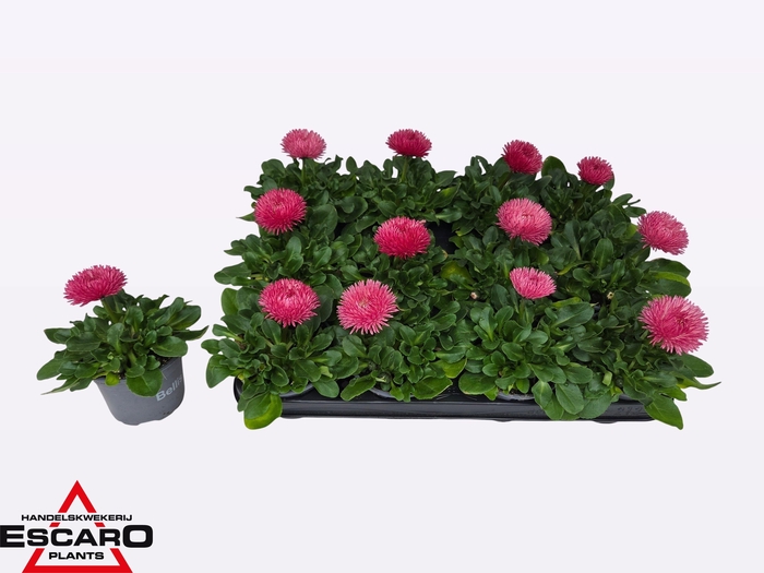 <h4>BELLIS PERENNIS</h4>