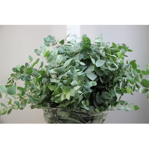 Euca Cinerea 300 Gr Italia