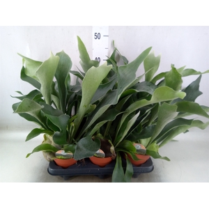 Platycerium bifurc.