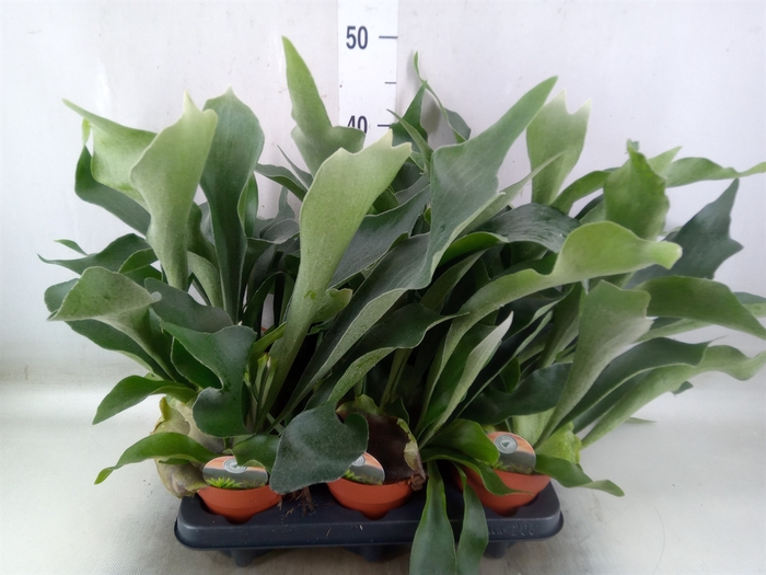 <h4>Platycerium bifurc.</h4>
