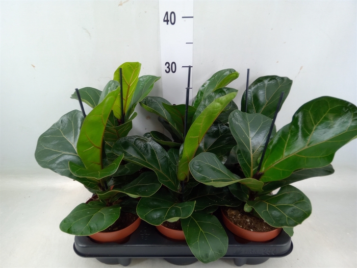 <h4>Ficus lyrata 'Bambino'</h4>