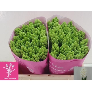 Hyacinthus or Top White