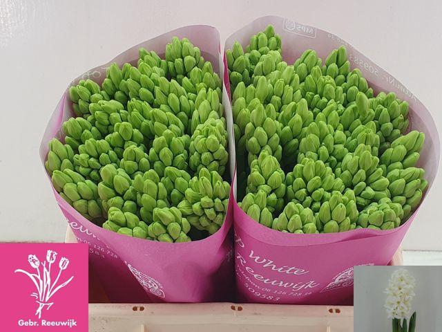 <h4>Hyacinthus or Top White</h4>