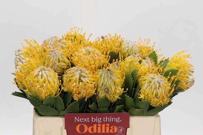 <h4>Nutans Super Gold</h4>