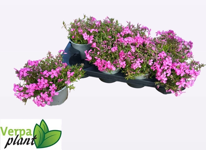 <h4>PHLOX S FAB ROSE</h4>