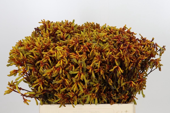 <h4>Anigozanthos Gold Fever</h4>