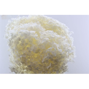 Pres Hydrangea Bleached Bunch