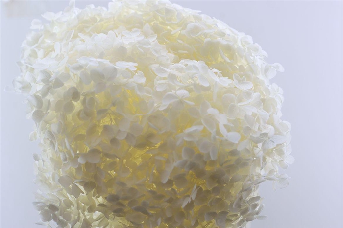<h4>Pres Hydrangea Bleached Bunch</h4>