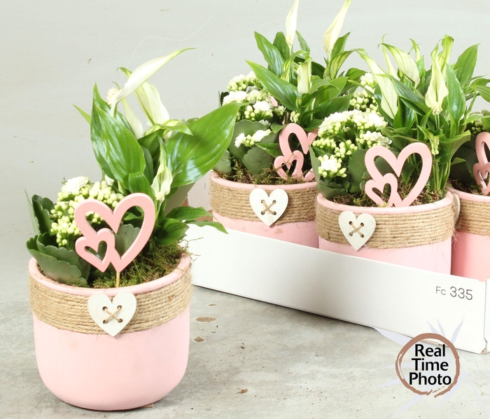 <h4>ARR KAMERPL</h4>