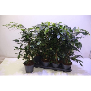 arr8 Fic Be Danielle