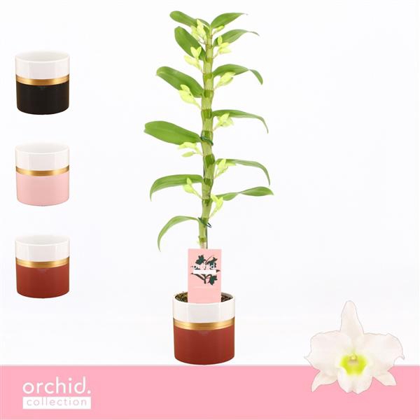 <h4>Dendrobium Nobilé, Apollon 1-spike in Dolomite Horizon 'Orchid Collection'</h4>
