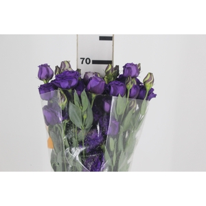LISIANTHUS ARENA III PURPLE ROXO 070 CM