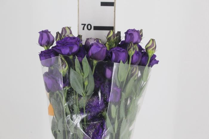 <h4>LISIANTHUS ARENA III PURPLE ROXO 070 CM</h4>