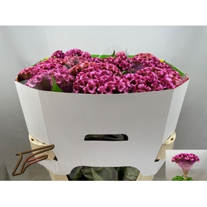 Celosia Lavly Freger