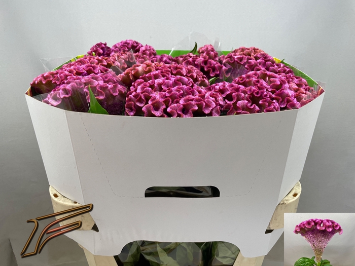 <h4>Celosia Lavly Freger</h4>
