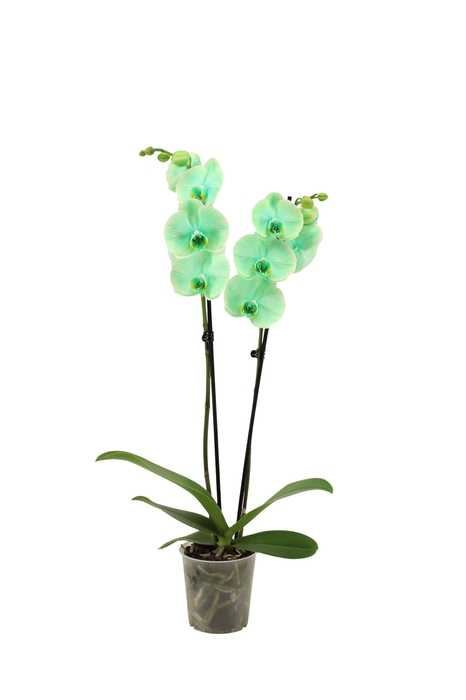 <h4>Phal I Am Green 2T14+</h4>