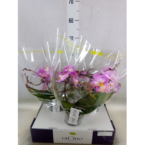 Phalaenopsis   ...rose