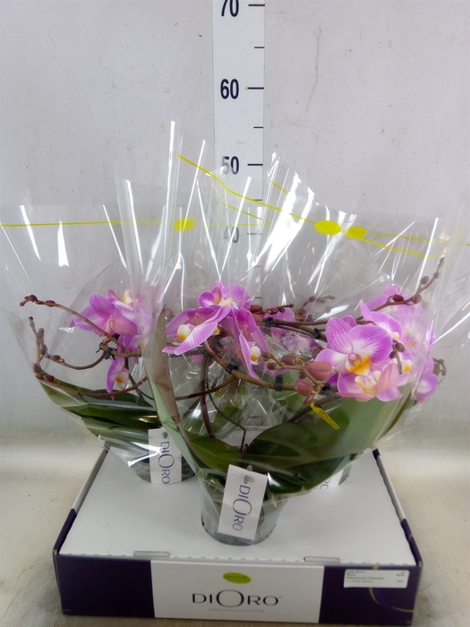 <h4>Phalaenopsis   ...rose</h4>