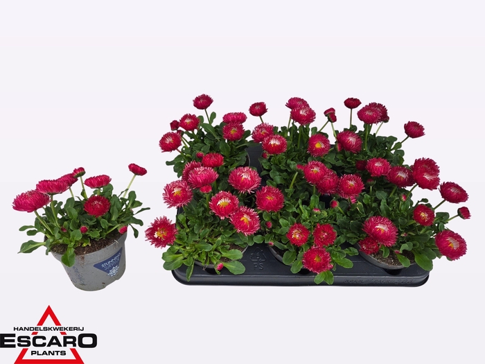 <h4>BELLIS PERENNIS</h4>