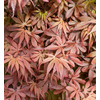Acer palmatum