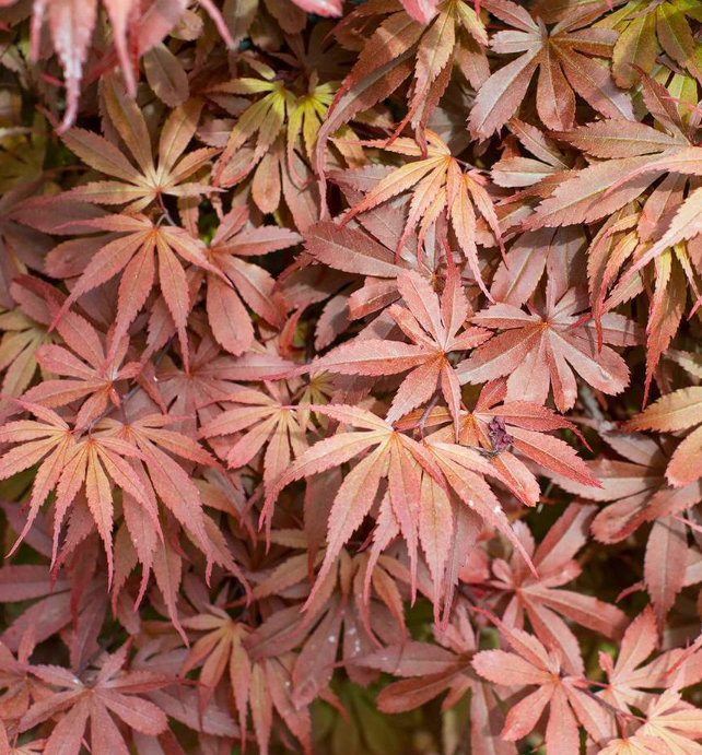 Acer palmatum