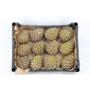 PINEA GROOT X12 CRATE