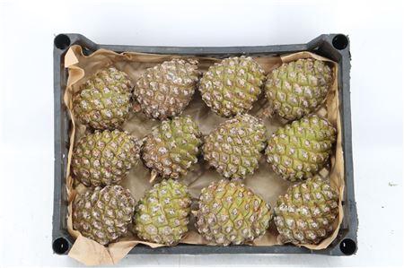<h4>PINEA GROOT X12 CRATE</h4>