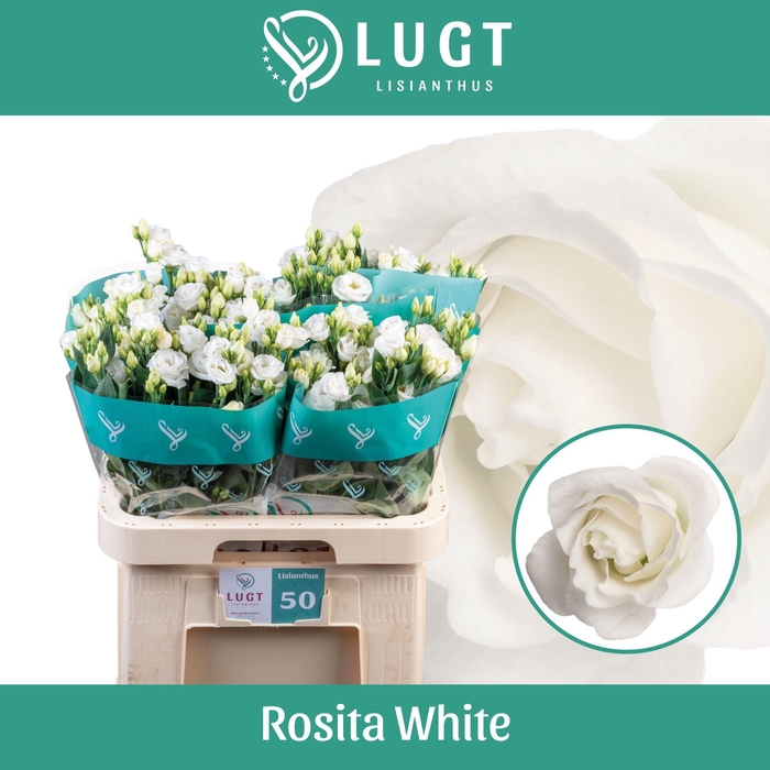 <h4>EUS G ROSI  WHITE</h4>